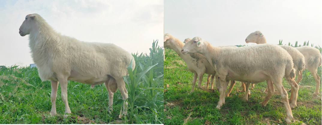 1660892545400516.png 圖片4.png